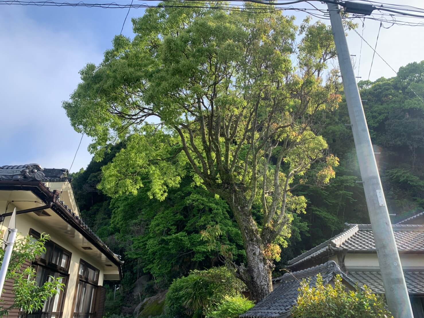 こちらは敷地外から見たクスノキ